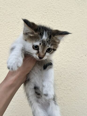 Продажа кошек: Беспородная, 1 месяц, Мальчик, Биколор at lalafo.kg Продажа кошек: Беспородная, 1 месяц, Мальчик, Биколор