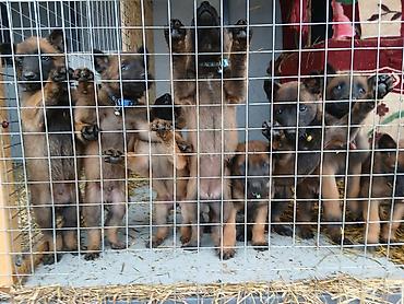 Продажа собак: Предлагаются к бронированию щенки Белгийской овчарки Малинуа.Щенков 9 — 18