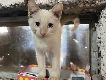 Животные: Котёнок кремового окраса с большими выразительными глазами. Короткая — 1