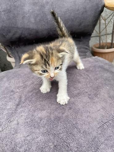 Продажа кошек: Котята - Описание: Милые домашние котята, короткошёрстные. На фото — — 8