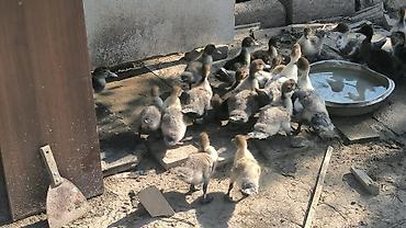 ördək qaz: Lavanda və Zümrüt ördəklər Böyükler 7 ayliq 23 azn dişi ekrək aprel — 6