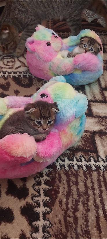 cat ruletka: Qızıl şinşilla, Yaxşı əllərə, Ünvandan götürmə, Pulsuz çatdırılma, Ödənişli çatdırılma — 3