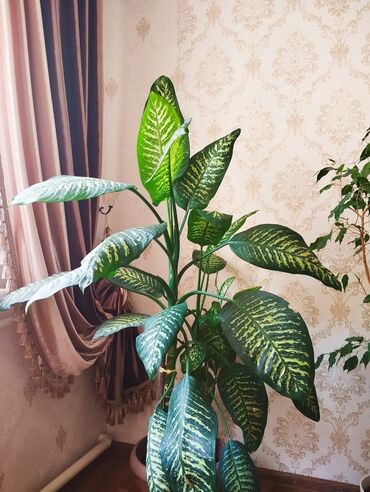 Диффенбахии: Диффенбахии at lalafo.kg — 8 Диффенбахии: Диффенбахии — 8