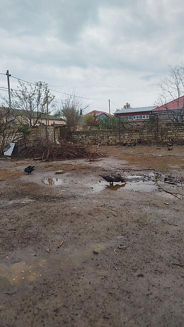 sevgi qusu: 6 aylıq cins lal ördəklər xalis əti azi 4kq ancaq xoruz satılır — 7