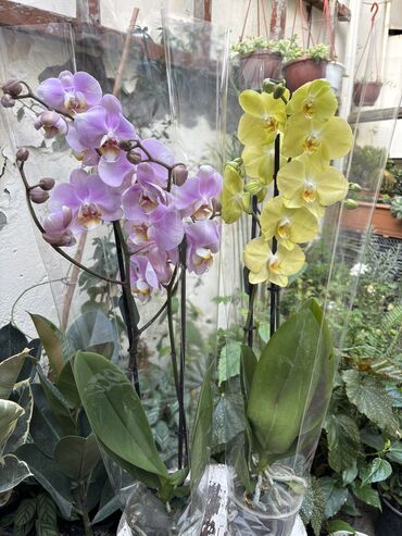 Otaq bitkiləri: Vatsapp mövcuddur!. Çatdırılma metrolara, Şamaxinkaya mövcuddur və -da lalafo.az — 5 Otaq bitkiləri: Vatsapp mövcuddur!. Çatdırılma metrolara, Şamaxinkaya mövcuddur və — 5