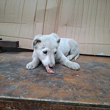 Отдам даром собаку: Щенок белого окраса - Порода: без породной принадлежности (метис) - — 7