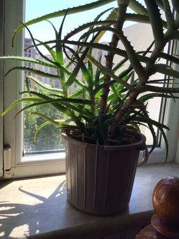 Bitki dərmanları: Yetişdirilmiş aloe vera bitkisi. Bu bitki həm dekorativ, həm də