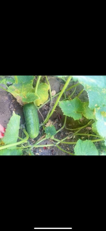 Günlük kirayə evlər: 300 kv. m, 8 otaq, Qaz — 26