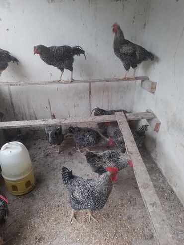 K/t heyvanları və malları: Məhsul: Qara-ağ zolaqlı (barred) naxışlı kənd toyuqları və xoruzları