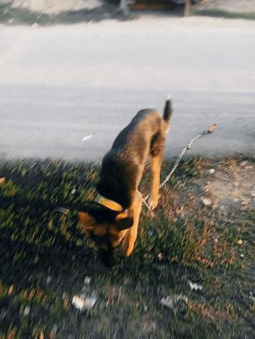 Иттер: Немецкая овчарка, кобель. Классический окрас чепрачный: темная спина — 6