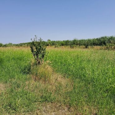hovsan torpaq: 178 sot, Kənd təsərrüfatı, Mülkiyyətçi, Kupça (Çıxarış)