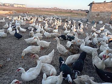 qusar heyvan satışı: Satılır.pekin ordekleri Məhsul təsvir.150eded dişi,50eded erkey — 4