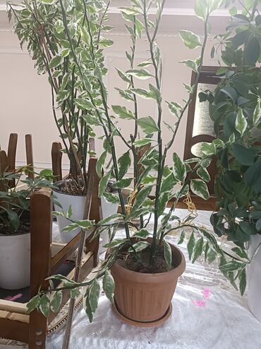 Другие комнатные растения: Пелентус