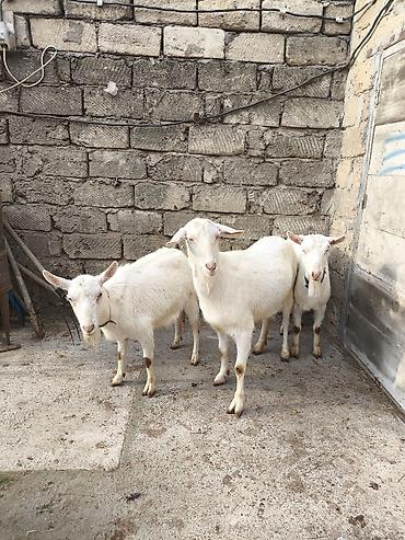 Keçilər, çəpişlər: Təmiz orginal 3 dənə Sani satılır ikisi balalıdı hərəsin bir balası — 4