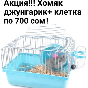 йоркширский терьер бишкек: 🐹 ХОМЯК + КЛЕТКА ВСЕГО ЗА 700 СОМ! 🔥 Нереально низкая цена — всё