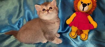Кошки: Шиншилла, Самец, Самка, В добрые руки, Платная доставка, Доставка в районы, Бесплатная доставка — 1