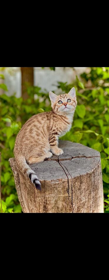 бенгальская кошка: Продаются Котята Мама чистопородная бенгальская