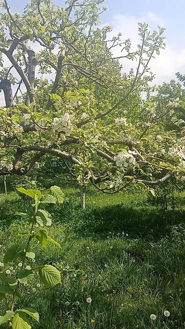 Продажа коттеджей и домов: Продается два участка. в одном есть времянка небольшая с погребом — 10