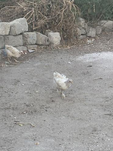 Toyuq cücələri, Ətlik lalafo.az -da Toyuq cücələri, Ətlik