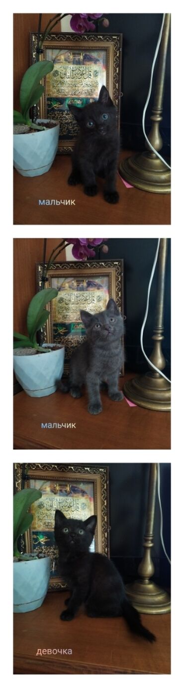 котята сибирской кошки: Русская голубая, 2 месяца, Мальчик, Голубой, Приучена к лотку
