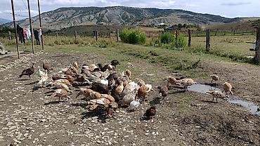 bala dovsanlarin beslenmesi: Məhsul: Təbii şəraitdə bəslənən hind quşları (Türki) - Açıq otlaqda — 2