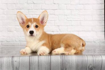 İtlər: Korgi, 2 ay, Erkek, Sənədli, Pulsuz çatdırılma — 29