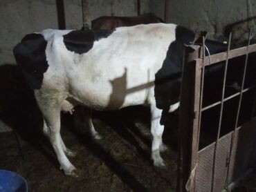 корова стелная: Продаю | Корова (самка) | Голштин | Для молока | Привязанные