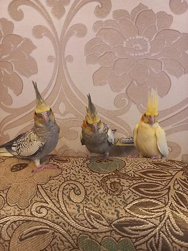 Quşlar: Nimfa (Cockatiel) tutuquşuları – 3 ədəd Xüsusiyyətlər: - Növ: Nimfa — 5