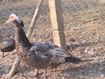 Digər heyvanlar: Salam.400 yaxın heyvandır fərələrin çoxu yumurtlayır bir neçəsi artıq — 8