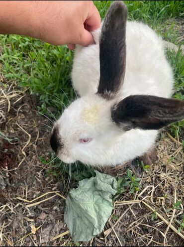 коты бишкек: Продам кролик 🐇 порода Калифорнии 2,5месяц