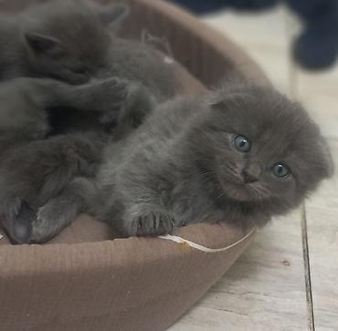 котята веслоухие: 2 месяца, Мальчик, Серый, Приучена к лотку — 2