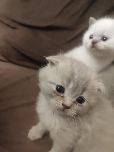 Pişiklər: Britan, Dişi — 7