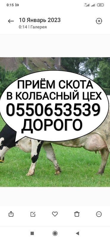 продаю квартира бишкек: Куплю | Коровы, быки, Лошади, кони, Другие с/х животные | Круглосуточно, Любое состояние, Забитый