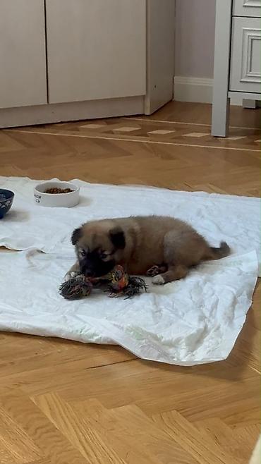 sahibləndirilir: 🐾 Balaca qız itə mehriban ailə axtarırıq! 🐶❤️ Təxminən 1,5 aylıq — 3