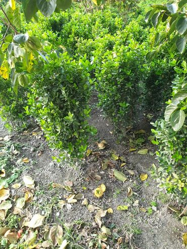 Çöl bitkiləri: Hedc üçün həmişəyaşıl dekorativ kollar boyu 100 və cm120 3azn — 3