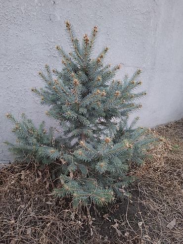 Сосна: Сосна обыкновенная и ель колючая (голубая) — саженцы для озеленения — 4