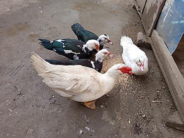 Ördəklər: Kom şeklinde SATLİR Erkey 2 denedi 10 dişi di tecılı satlir erkeyler — 30