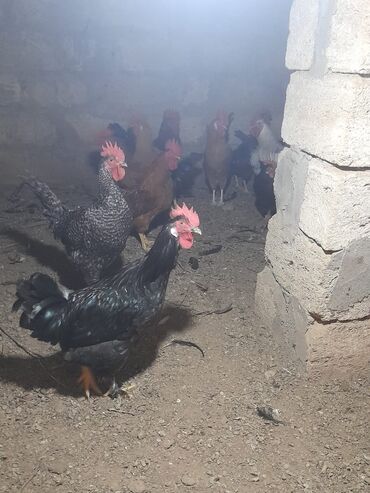 Xoruzlar: Məhsul: Qarışıq xoruzlar Təsvir: - Şəkillərdə görünən müxtəlif cins — 3