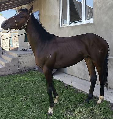 Лошади, кони: Продаю | Жеребец | Полукровка | Конный спорт — 1