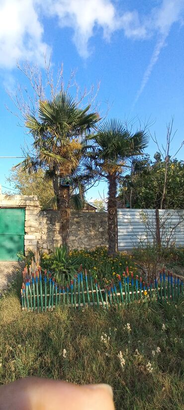 3d ручка в баку: Satılır: Həyət üçün dekorativ palma ağacları (Trachycarpus fortunei –