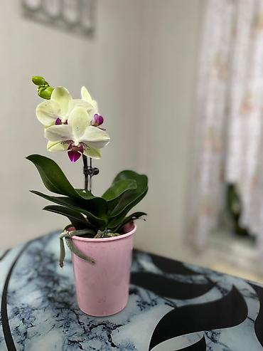 Другие комнатные растения: Представляем ассортимент декоративно-лиственных растений, которые — 5