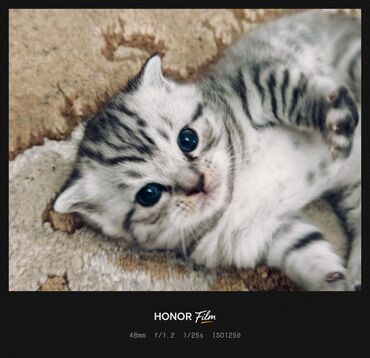 Pişiklər: Ata British fold(yasti qulaq);ana:shinsilla shorthair tabby(dik — 9