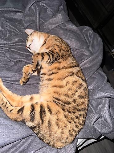 pişik üçün yuva: Передержка в уютной квартире около м. Нефчиляр 🐶🐱 Принимаем на — 10
