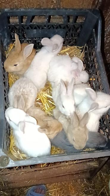 pekines ağ: Bala sort dovsanlar 5man aglar sarilar 7man cut alana endirim olacaq — 2