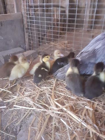 Ördəklər: Erkək, | Macar, Damazlıq, Ünvandan götürmə — 5