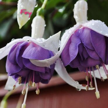 Другие комнатные растения: Продаю Детки!!! (укорененные черенки)сортовых,комнатных фуксий!Цена — 28