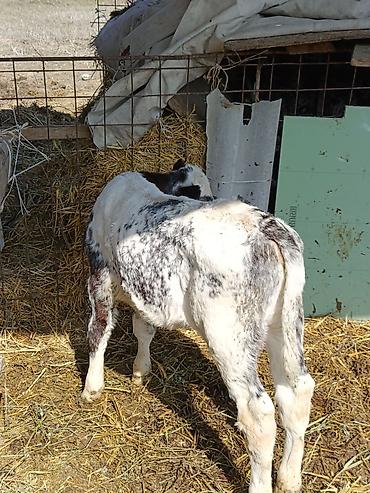 Коровы, быки: Продаю | Музоо, торпок | Бельгийская — 8