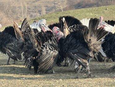 Индюки: Продаю | Индюк (самец) | Черный принц | Для разведения | Племенные — 6