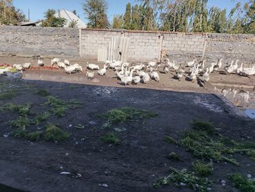 Айыл-чарба жаныбарлары: Домашние гуси, выращенные на подворье. - Порода смешанная
