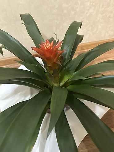 гузмания: Гузмания (Guzmania) с оранжевым соцветием в горшке. - Эффектная — 2